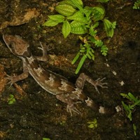 <i>Cyrtodactylus cracens</i> Batuwita & Bahir, 2005